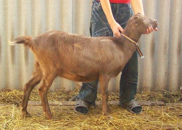 Описание и характеристики коз испанской породы мурсиано гранадина, уход