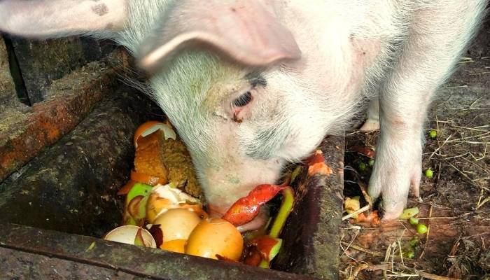 Болезни свиней: симптомы и лечение, что делать если животное не ест и лежит