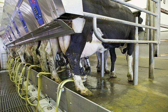 Особенности кормления лактирующих коров: идеальный рацион от «мустанг технологии кормления» — agroxxi