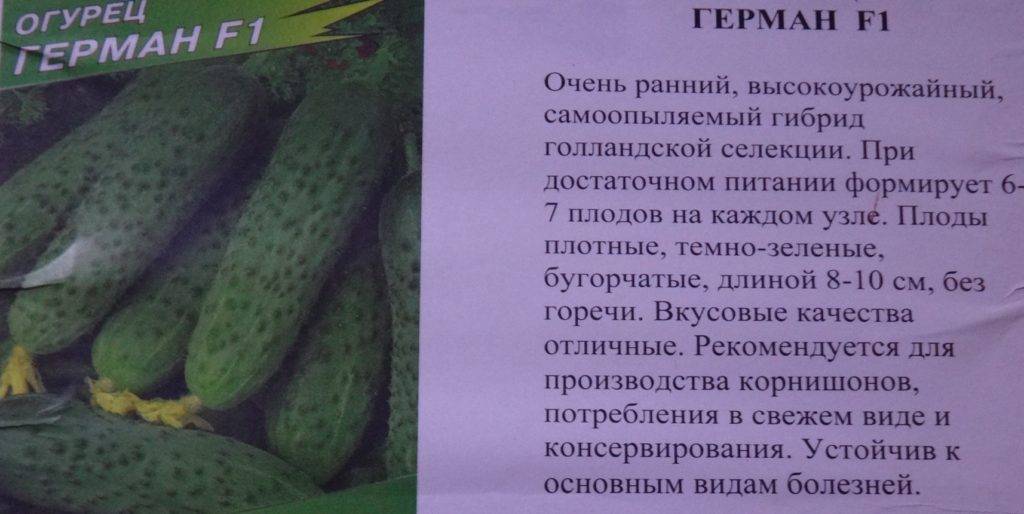 Описание сорта огурцов герман с фото: характеристики растения, посев семян и выращивание в открытом грунте