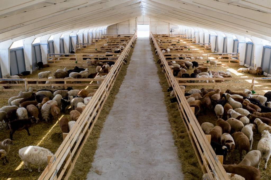 Разведение овец как бизнес - стратегия по выращиванию 2021