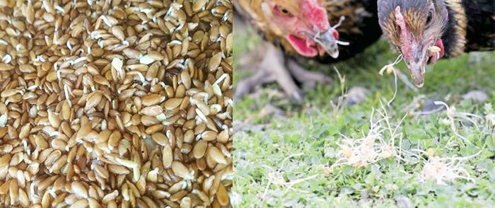 Как прорастить пшеницу для кур-несушек в домашних условиях, как давать, можно ли курам пшено