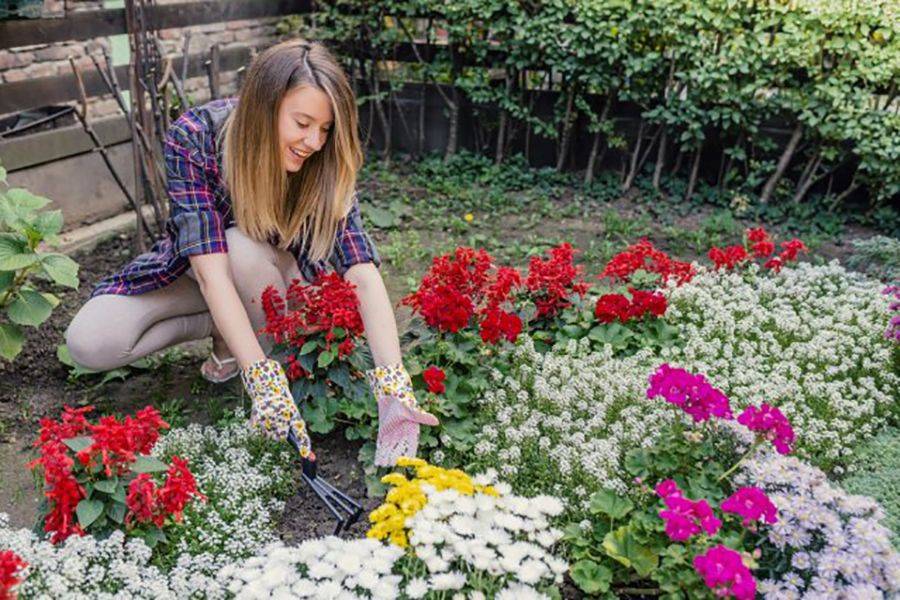Как ухаживать за растениями в цветниках и клумбах: 12 советов;