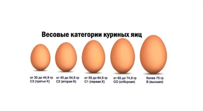 Сколько может весить куриное яйцо, один белок или желток без скорлупы, вес в граммах