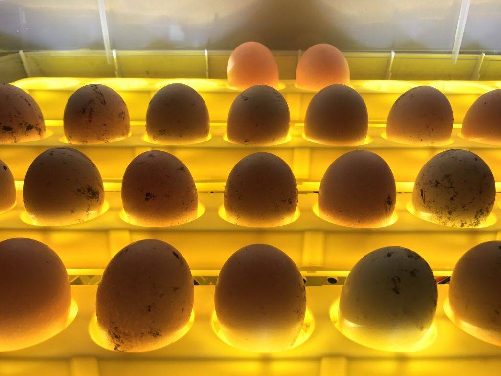 Хранение инкубационного яйца до закладки в инкубатор: сколько можно хранить, требования к помещению