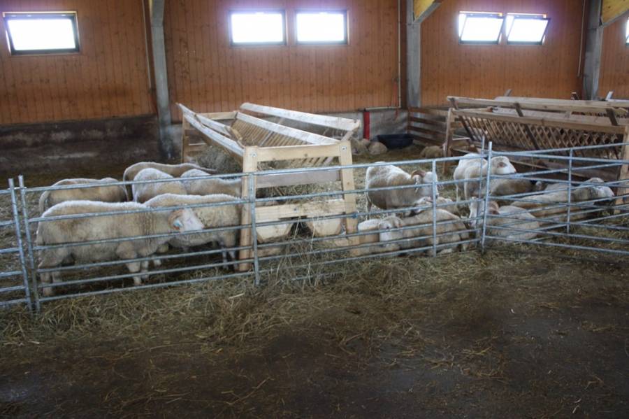 Как построить овчарню для овец своими руками