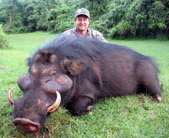 Самые большие свиньи в мире