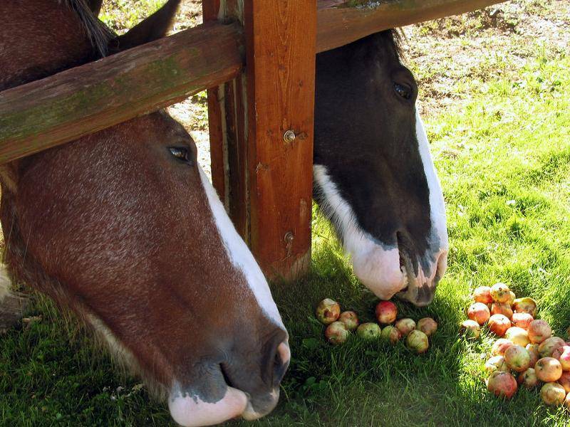 Чем кормят лошадей: разрешенные продукты, обзор кормов, как правильно кормить лошадей без последствия, фото, видео