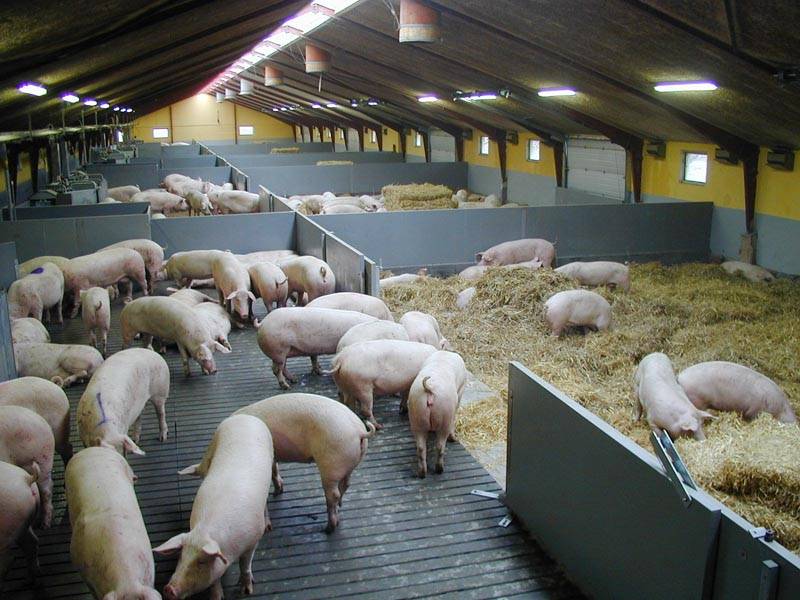 Свиноводство — прибыльный бизнес для тех, кто не боится работы. реальная история фермера
