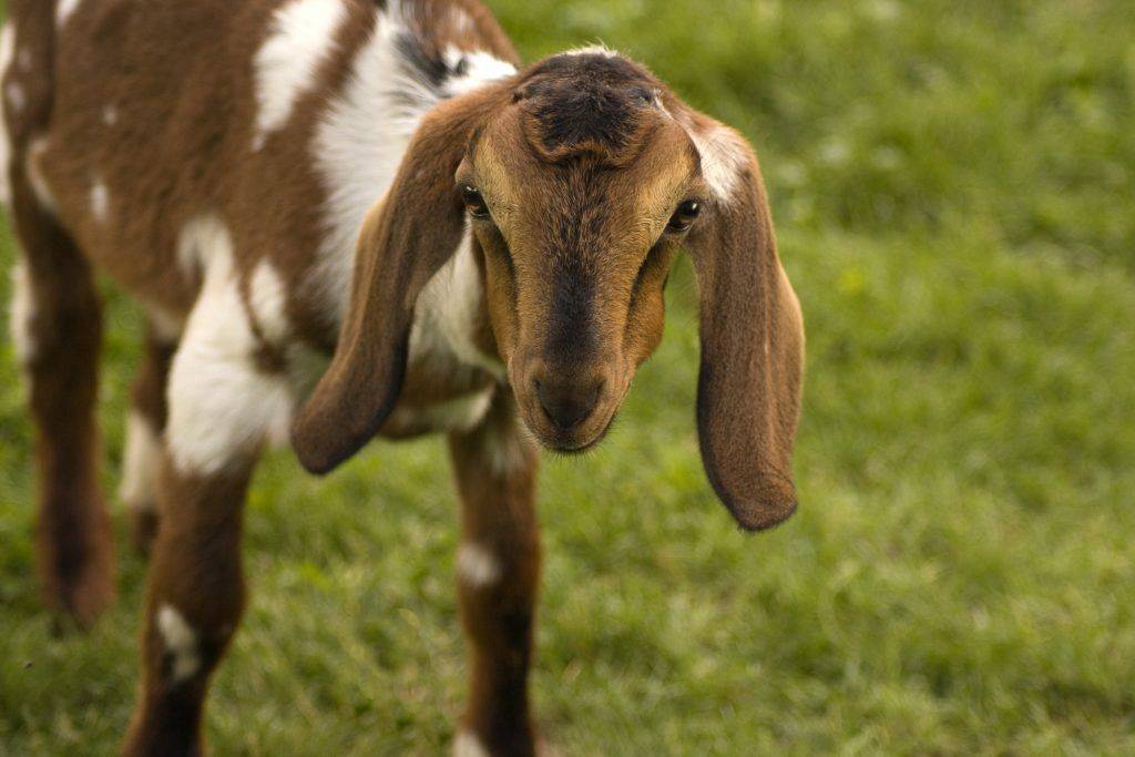 ᐉ нубийские козы: описание породы,содержание и уход - zooon.ru
