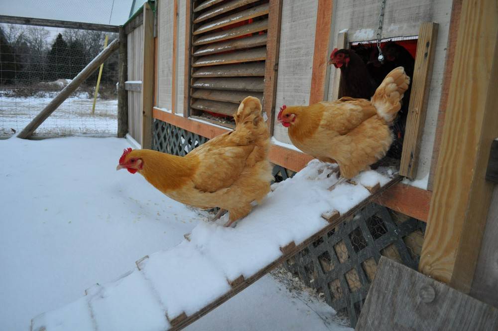 Содержание кур зимой в домашних условиях: уход и выращивание, подходящая температура. что делать, если нет тёплого помещения, видео