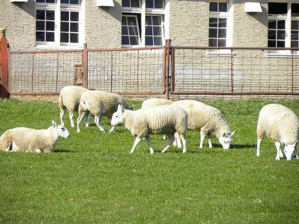 Породы овец мясного направления: характеристика и показатели самых крупных баранов