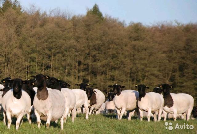 Овцы дорпер — описание породы, содержание и разведение