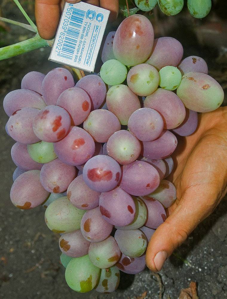 Выращивание винограда анюта