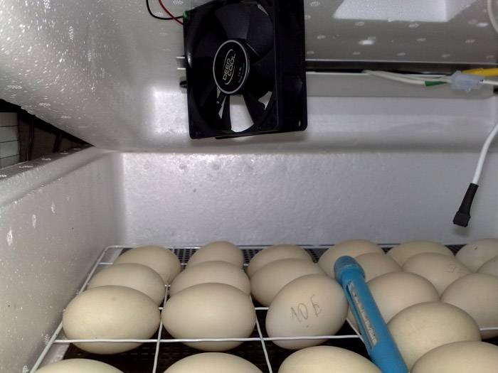 Какая должна быть температура инкубатора для куриных яиц