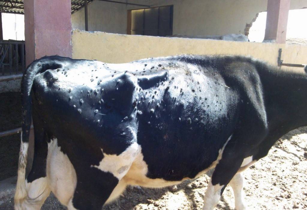 Бруцеллез у коров: причины и симптомы появления, как лечить и как передаётся, можно ли пить заразное молоко