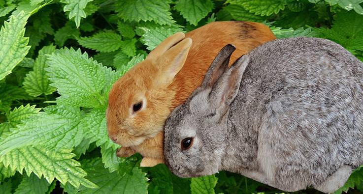 Можно ли декоративным кроликам крапиву. использование крапивы в рационе для кроликов