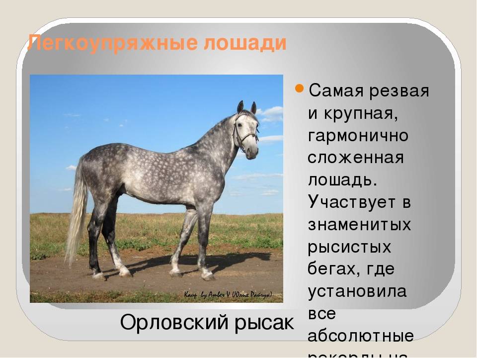 Классификация и характеристика самых породистых лошадей в мире