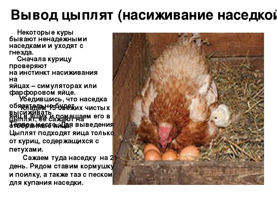 Сколько курица высиживает яйцо до цыпленка: уход за наседкой