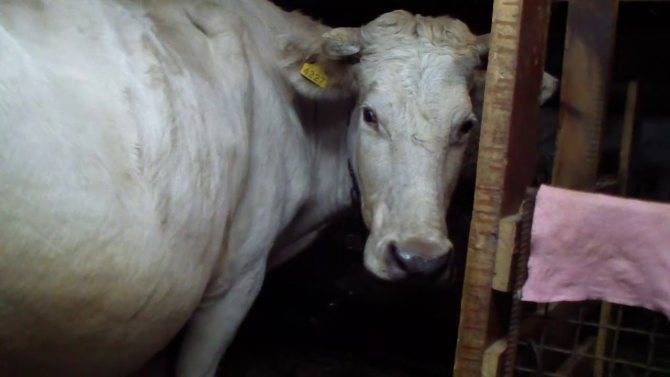 Как правильно запустить корову перед отелом в домашних условиях?