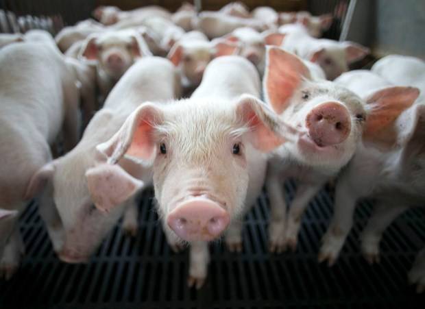 Свиноферма и свиноводство как бизнес: с чего начать и как преуспеть