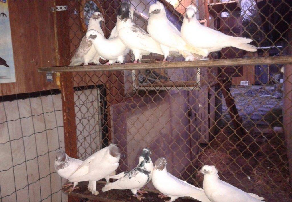 Правила разведения и содержания голубей в домашних условиях