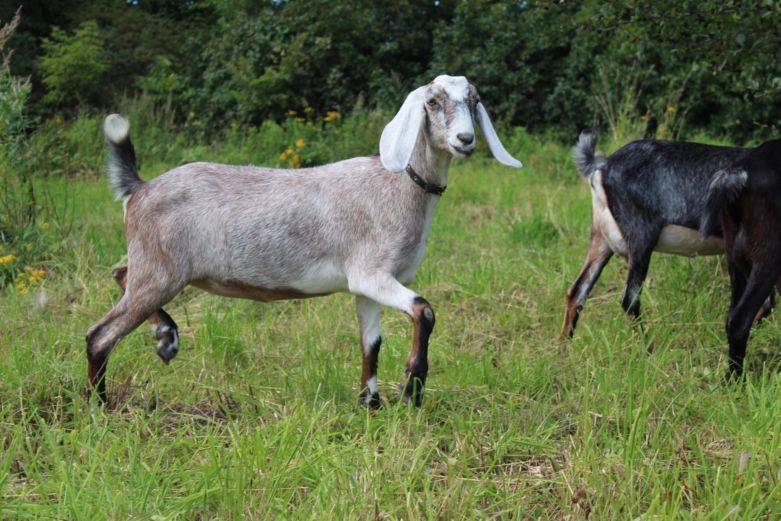 Англо-нубийские козы — высокопродуктивная порода животных