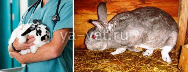 Препараты (лекарства) для кроликов - список популярных препаратов для лечения кроликов