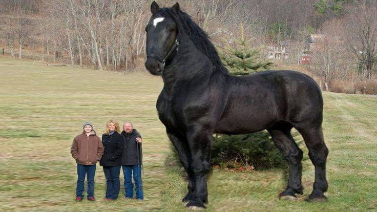 Самые большие лошади в мире: рекордсмены роста