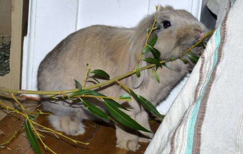 Какие ветки можно давать кроликам: особенности кормления и заготовки
