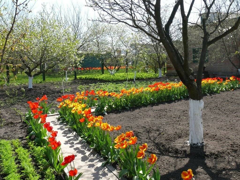 Весенние работы в саду и огороде: что делать в марте, апреле и мае