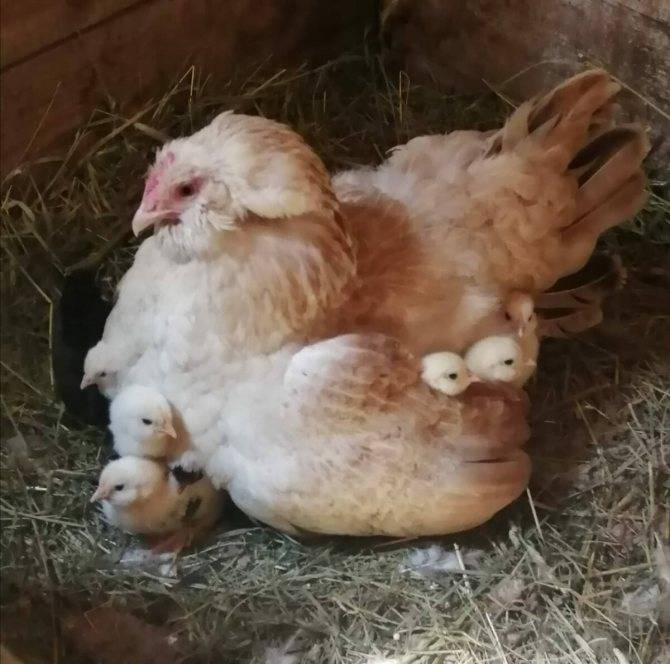 Сколько дней курица высиживает яйца до появления цыпленка, как посадить