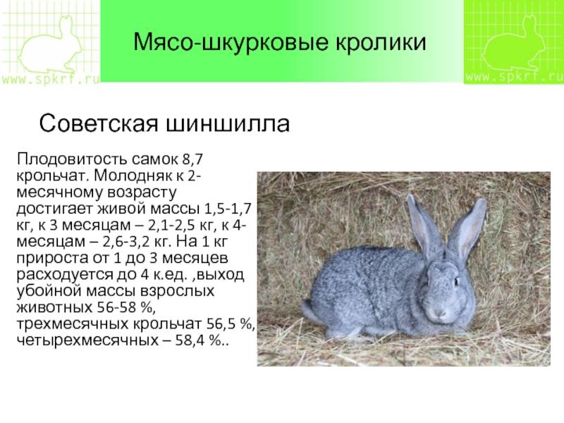 Кролики породы полтавское серебро: разведение и содержание