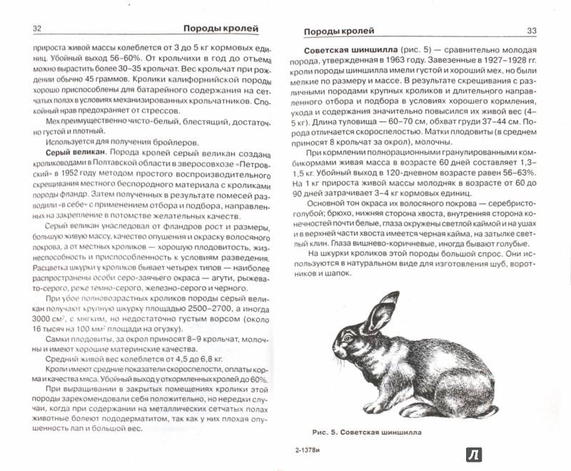 Лисий карликовый кролик - особенности породы, содержание и уход