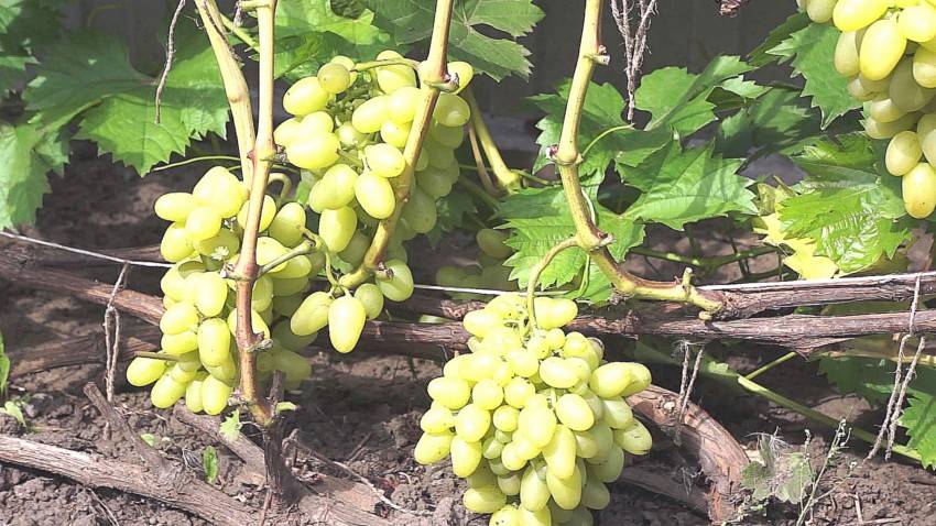 Лучшие сорта винограда для средней полосы россии: винные, технические, сладкие