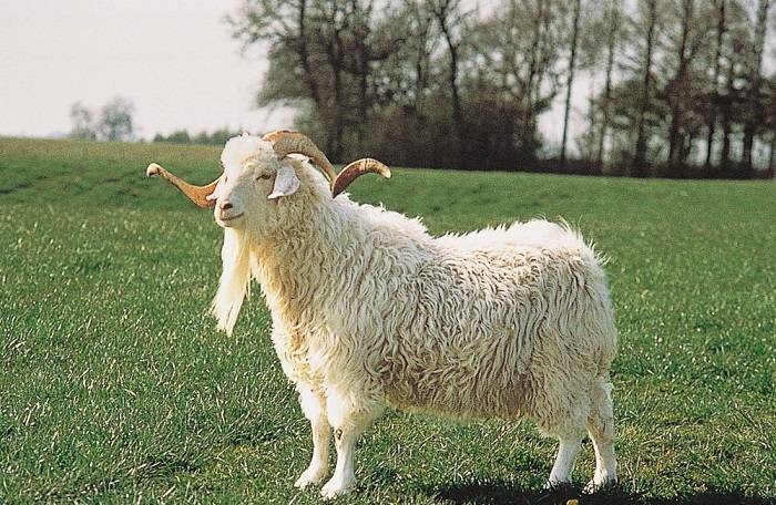 Породы коз. фото и описание. | домашняя ферма