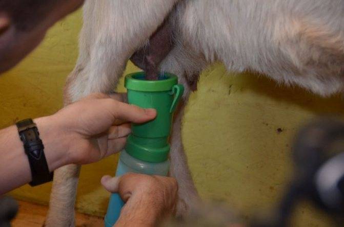 Доение коз: как правильно доить козу?