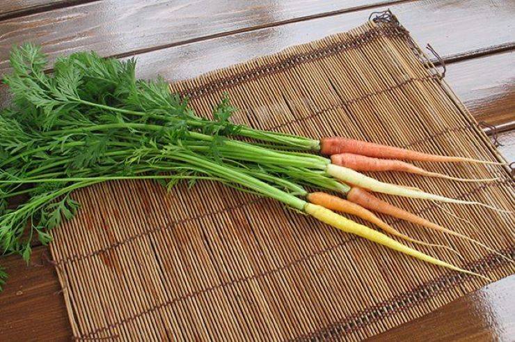 Почему морковь вырастает уродливая. основные причины, почему растет корявая морковь