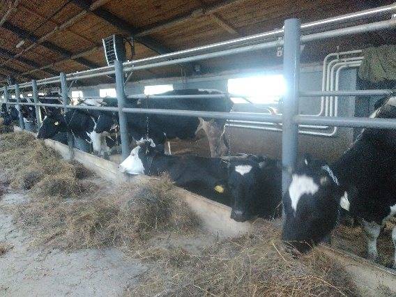 Кормление крс | система кормления сухостойных коров