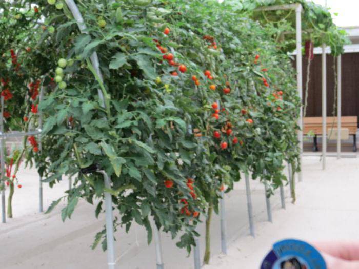 Выращивание томата спрут f1 | во саду и в огороде