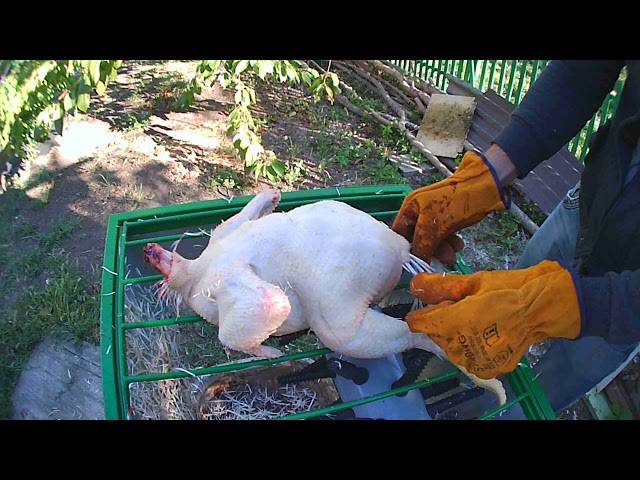Как ощипать курицу: способы, опаливание и потрошение