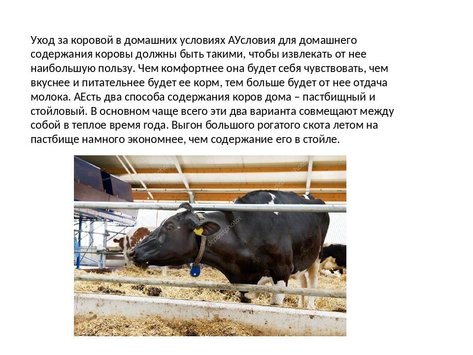 ᐉ системы и способы содержания крупного рогатого скота - zooon.ru