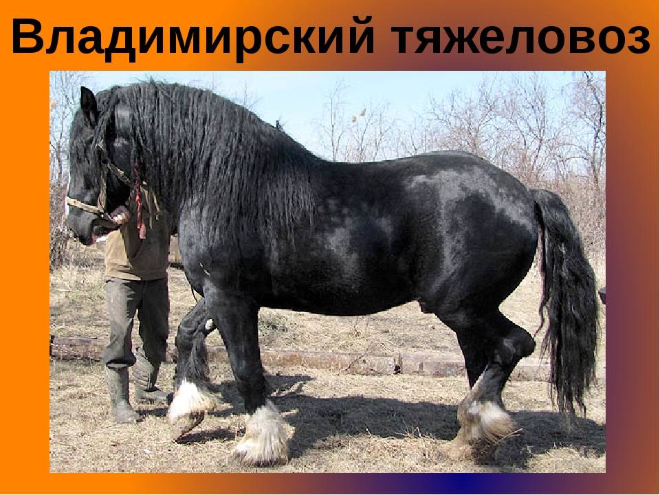 Порода лошади владимирский тяжеловоз: характеристика, содержание
