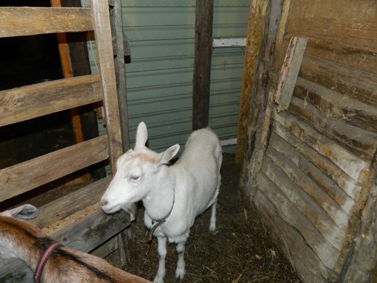 Содержание коз: способы разведения в домашних условиях. рентабельность разведения коз, подбор корма и особенности ухода (100 фото)
