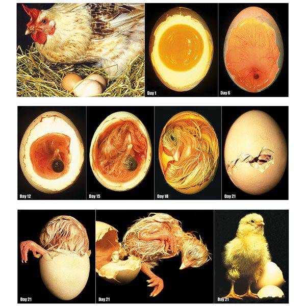Фото развития цыпленка в яйце по дням
