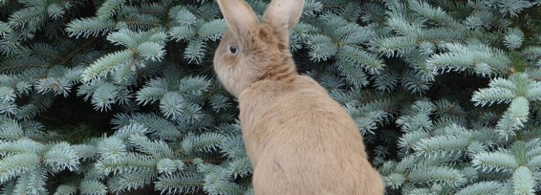 Веточки каких деревьев можно давать кроликам