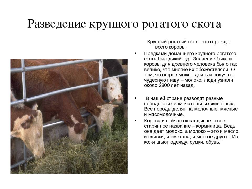 Современное разведение коров в россии - новые технологии животноводства | cельхозпортал