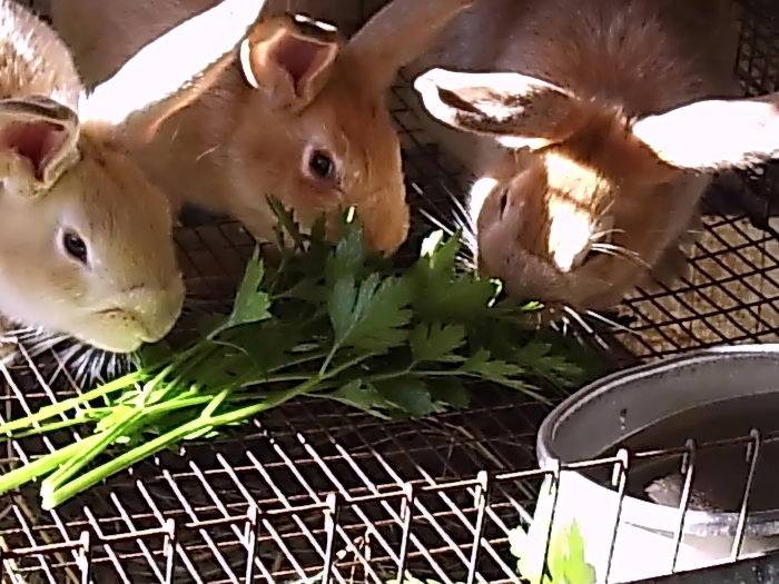 Можно ли давать кроликам красную свеклу и сырую картошку, помидоры или огурцы, морковь и ботву