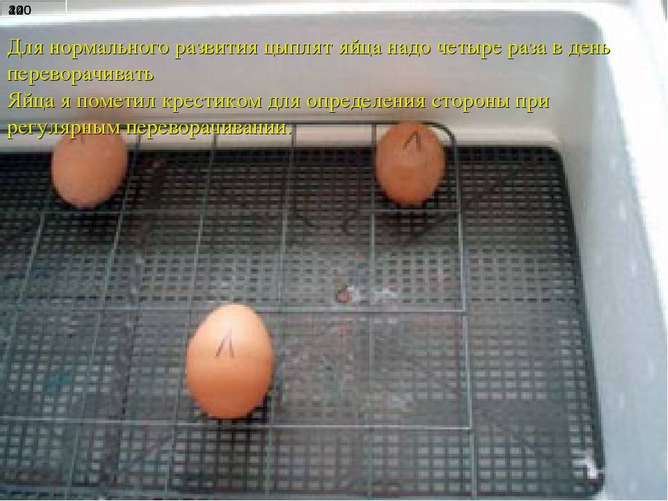 Правила отбора и проверки: как хранить яйца для инкубации, чтобы вывелось здоровое куриное потомство?