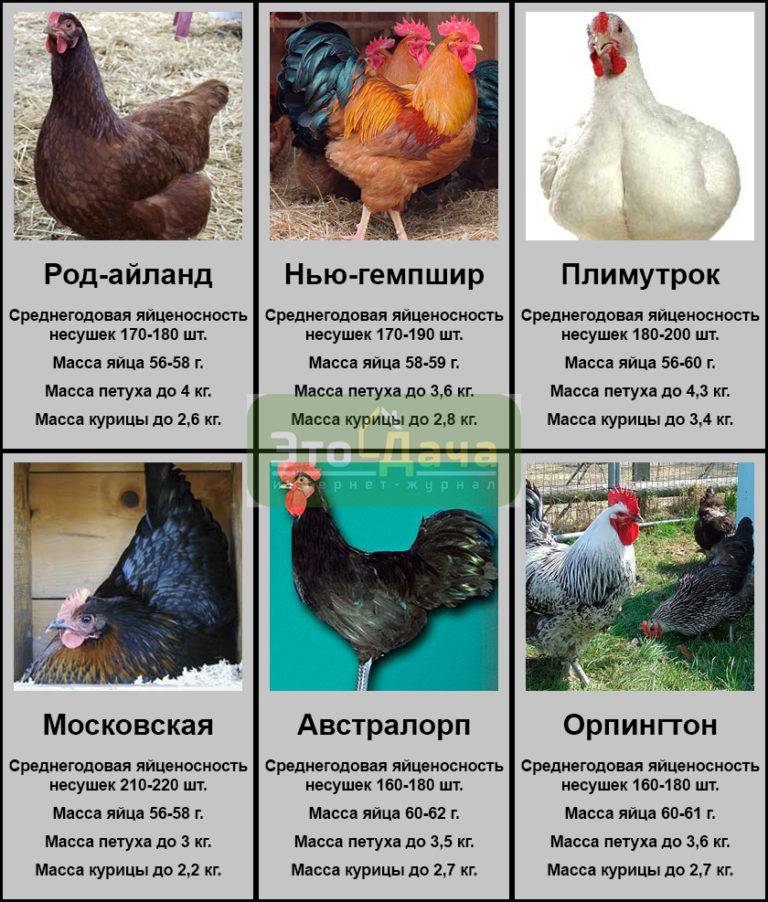 Обзор мясных пород кур